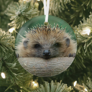 Niedliche Kleintiere Igel Lächeln Ornament Aus Glas