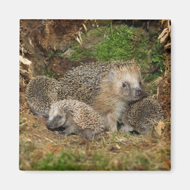 Niedliche Kleintiere | IGEL Magnet (Vorne)