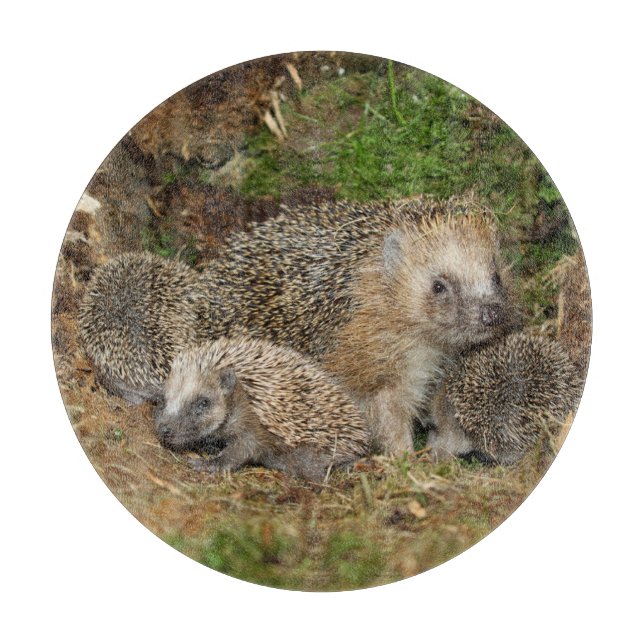 Niedliche Kleintiere | IGEL Schneidebrett (Vorderseite)