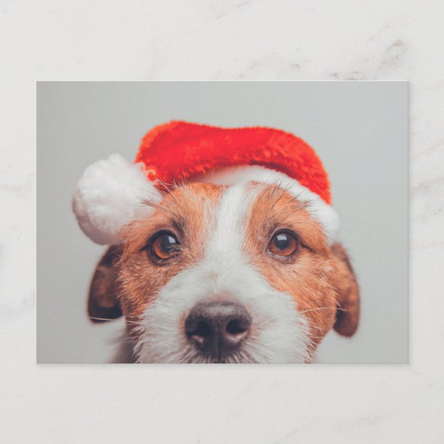 Niedliche Kleintiere | Jack Russell Dog Santa Clau Postkarte (Vorderseite)