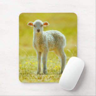 Niedliche Kleintiere   Jungschaf Mousepad