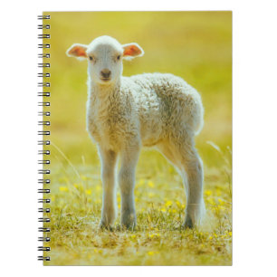 Niedliche Kleintiere   Jungschaf Notizblock