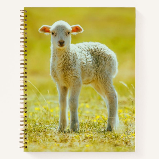 Niedliche Kleintiere | Jungschaf Notizbuch (Vorderseite)