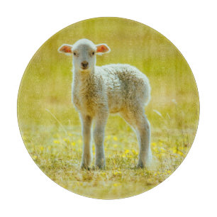 Niedliche Kleintiere   Jungschaf Schneidebrett