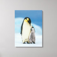 Niedliche Kleintiere | Kaiser Penguin Chick