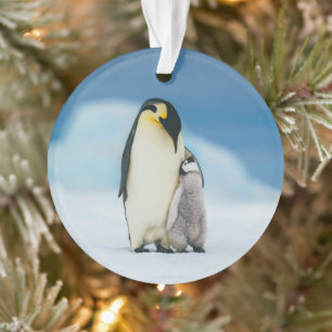 Niedliche Kleintiere Kaiser Penguin Chick Ornament