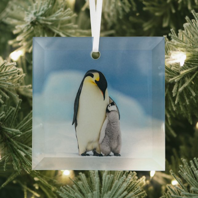 Niedliche Kleintiere | Kaiser Penguin Chick Ornament Aus Glas (Insitu)