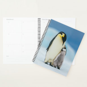 Niedliche Kleintiere   Kaiser Penguin Chick Planer