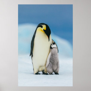Niedliche Kleintiere Kaiser Penguin Chick Poster