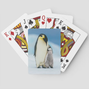 Niedliche Kleintiere   Kaiser Penguin Chick Spielkarten