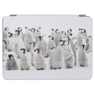 Niedliche Kleintiere   Kaiser Penguin Chicks iPad Air Hülle