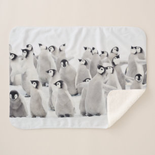 Niedliche Kleintiere   Kaiser Penguin Chicks Sherpadecke