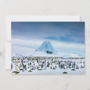 Niedliche Kleintiere   Kaiser-Pinguin-Kolonie Dankeskarte