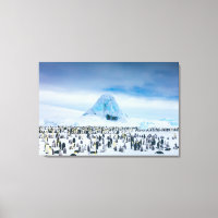 Niedliche Kleintiere | Kaiser-Pinguin-Kolonie