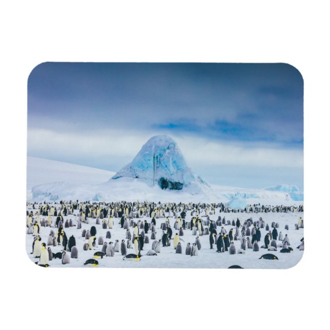 Niedliche Kleintiere | Kaiser-Pinguin-Kolonie Magnet (Horizontal)