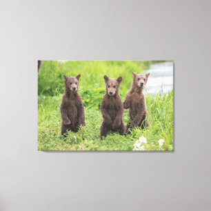 Niedliche Kleintiere   Kamchatka Brown Bear Cubs Leinwanddruck
