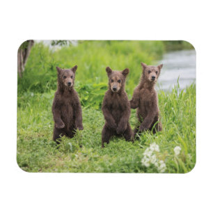 Niedliche Kleintiere Kamchatka Brown Bear Cubs Magnet