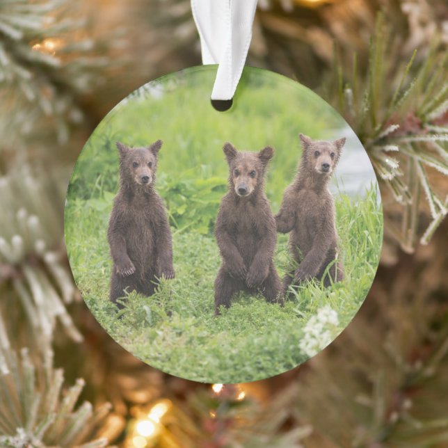 Niedliche Kleintiere | Kamchatka Brown Bear Cubs Ornament (Baum)