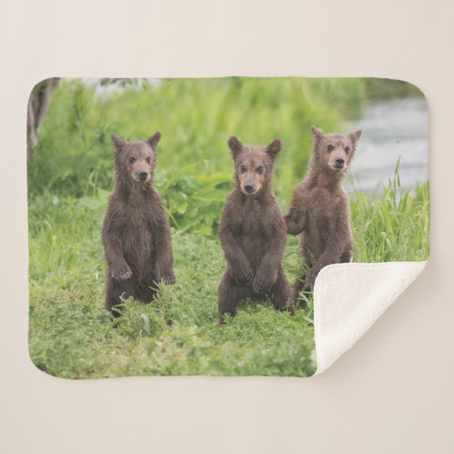 Niedliche Kleintiere | Kamchatka Brown Bear Cubs Sherpadecke (Vorderseite (Horizontal))