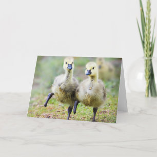 Niedliche Kleintiere   Kanadische Gänse Karte