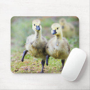 Niedliche Kleintiere   Kanadische Gänse Mousepad