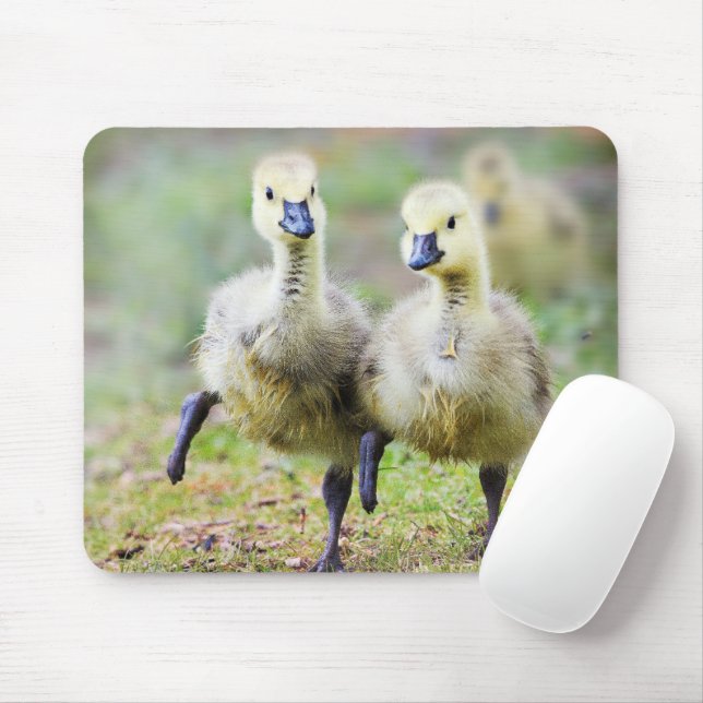 Niedliche Kleintiere | Kanadische Gänse Mousepad (Mit Mouse)