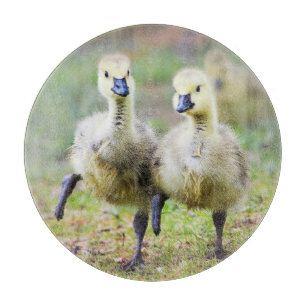 Niedliche Kleintiere Kanadische Gänse Schneidebrett