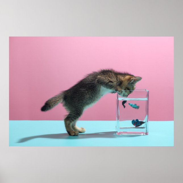 Niedliche Kleintiere | Kätzchen Blick auf Fischsch Poster (Vorne)