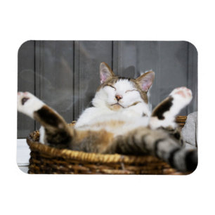 Niedliche Kleintiere Katze im Bett Magnet