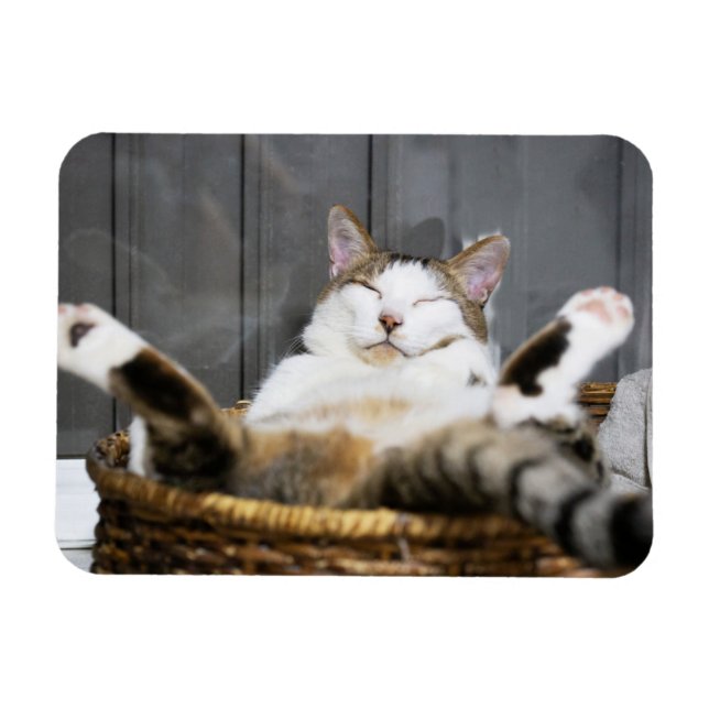 Niedliche Kleintiere | Katze im Bett Magnet (Horizontal)