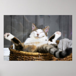 Niedliche Kleintiere   Katze im Bett Poster