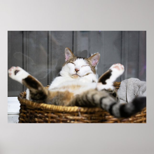 Niedliche Kleintiere | Katze im Bett Poster (Vorne)