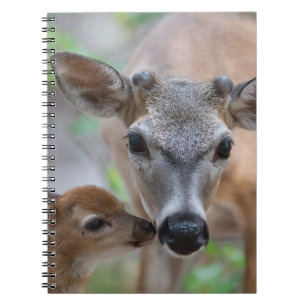 Niedliche Kleintiere Key Deer Stag & Fawn Notizblock