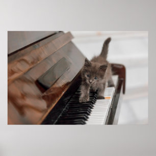 Niedliche Kleintiere   Kitten auf Piano Poster