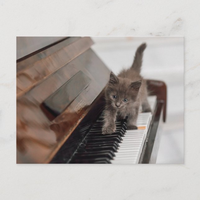 Niedliche Kleintiere | Kitten auf Piano Postkarte (Vorderseite)