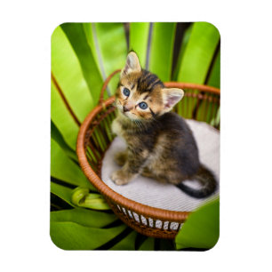 Niedliche Kleintiere Kitten in Basket Magnet