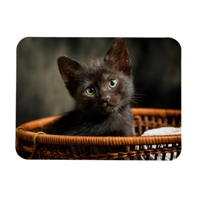 Niedliche Kleintiere | Kitten in Basket Magnet (Horizontal)