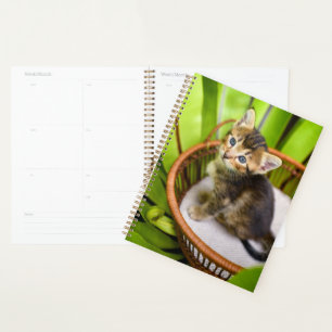 Niedliche Kleintiere Kitten in Basket Planer