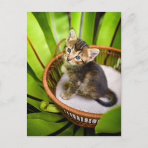 Niedliche Kleintiere Kitten in Basket Postkarte
