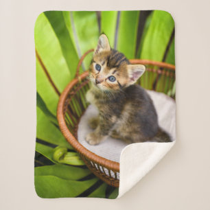 Niedliche Kleintiere   Kitten in Basket Sherpadecke