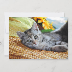 Niedliche Kleintiere Kitten Lounges Dankeskarte