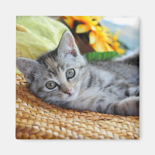 Niedliche Kleintiere Kitten Lounges Magnet