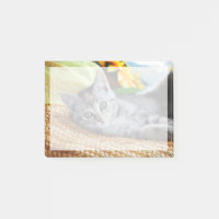 Niedliche Kleintiere | Kitten Lounges