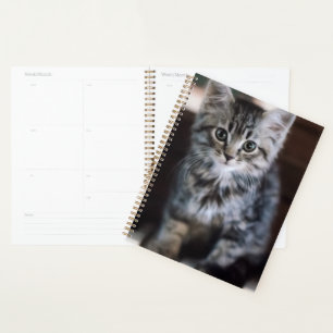Niedliche Kleintiere Kitten on Piano Keys Planer