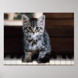 Niedliche Kleintiere   Kitten on Piano Keys Poster