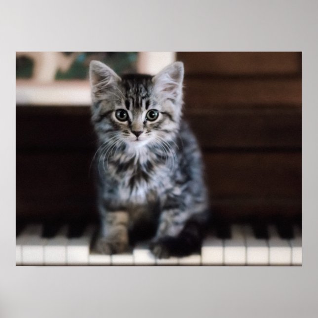 Niedliche Kleintiere | Kitten on Piano Keys Poster (Vorne)