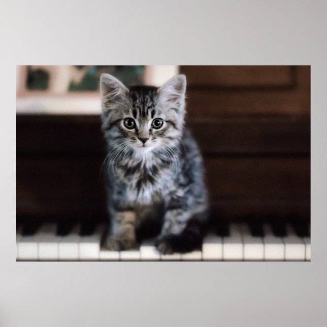 Niedliche Kleintiere | Kitten on Piano Keys Poster (Vorne)