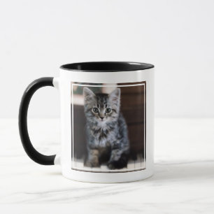 Niedliche Kleintiere   Kitten on Piano Keys Tasse
