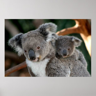 Niedliche Kleintiere   Koala und Joey Poster