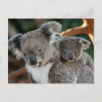 Niedliche Kleintiere | Koala und Joey